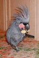 /album/cacatua/cacatua-4-jpg/